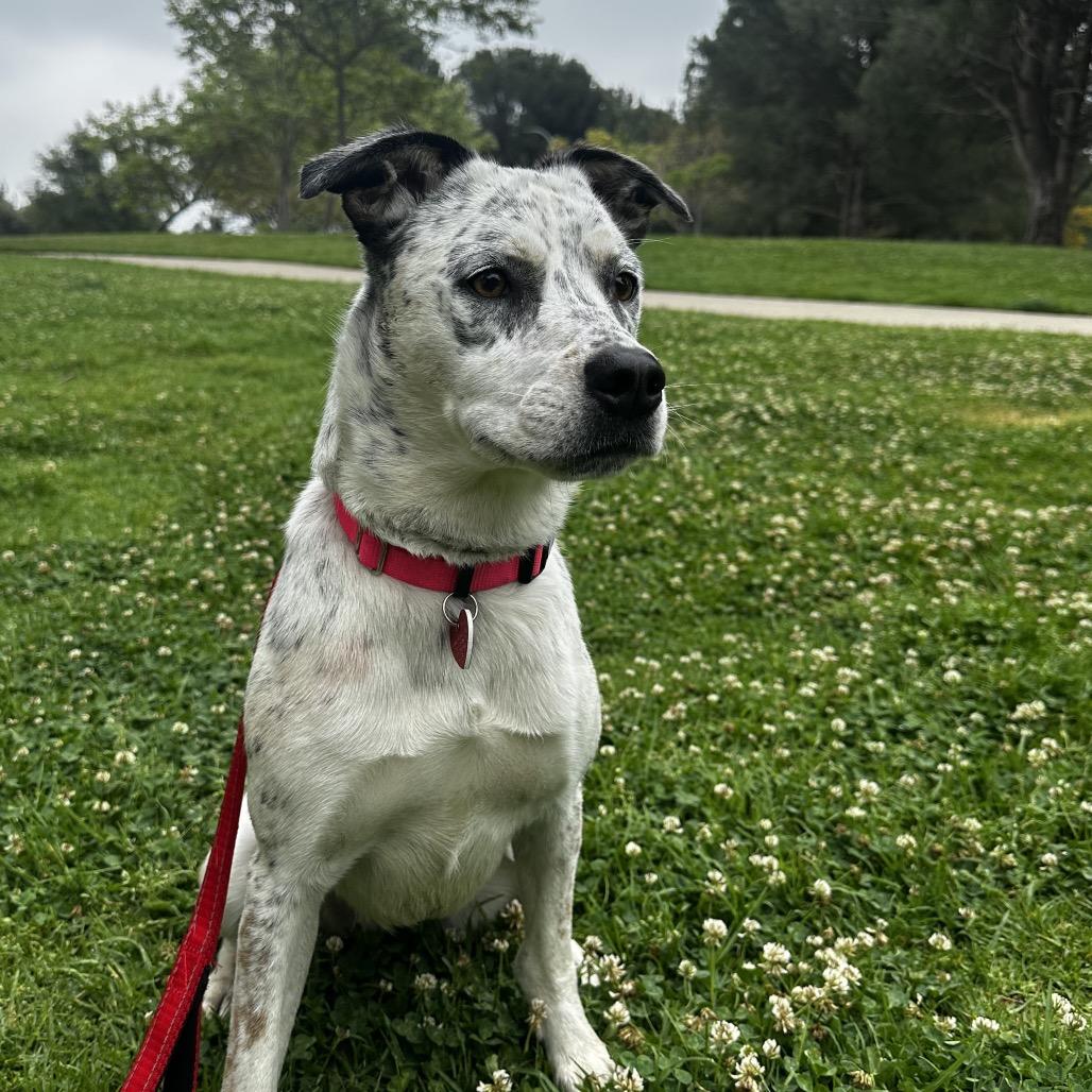 Enlarge Pebbles A2189346, a Adoptable Pointer in Mission Hills, CA image 2/6
