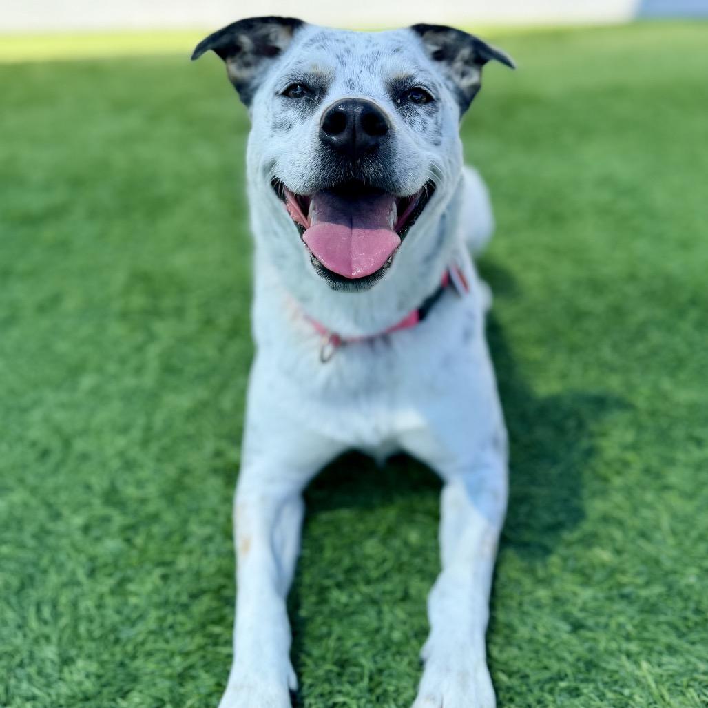 Enlarge Pebbles A2189346, a Adoptable Pointer in Mission Hills, CA image 2/6