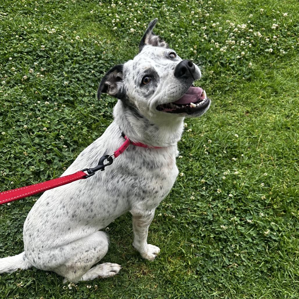 Enlarge Pebbles A2189346, a Adoptable Pointer in Mission Hills, CA image 3/6