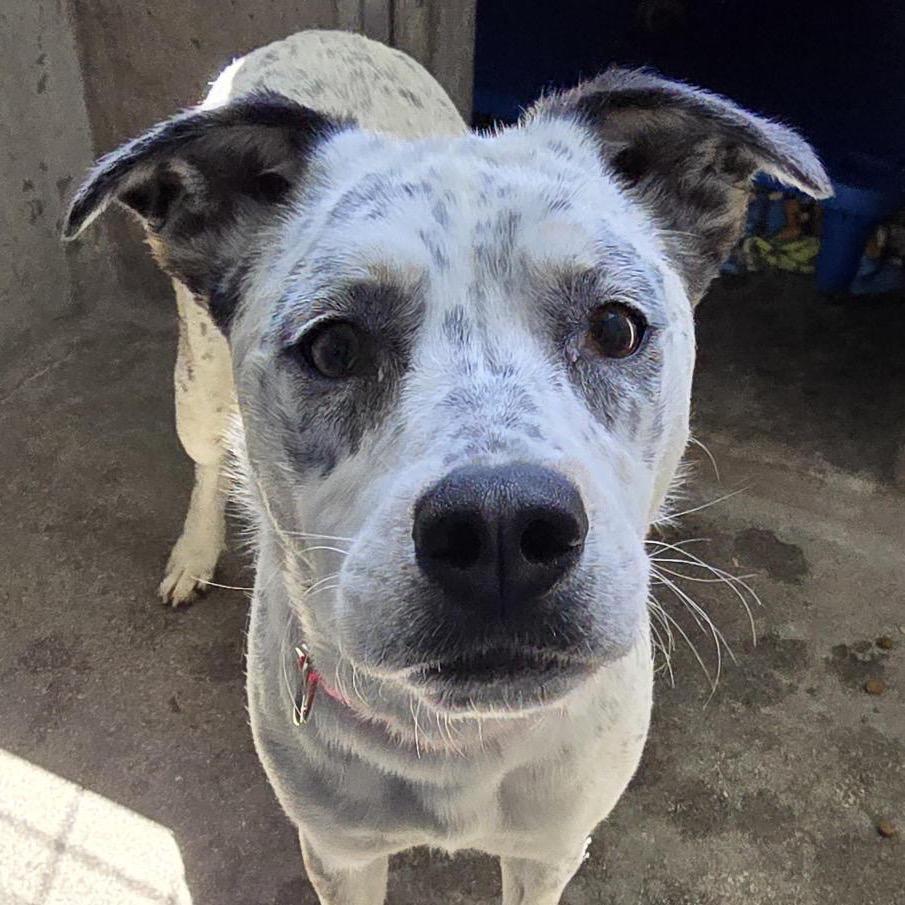 Enlarge Pebbles A2189346, a Adoptable Pointer in Mission Hills, CA image 4/6