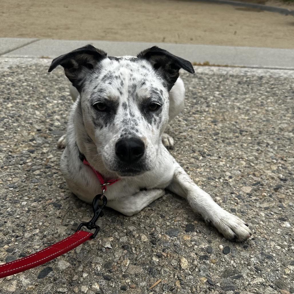 Enlarge Pebbles A2189346, a Adoptable Pointer in Mission Hills, CA image 5/6