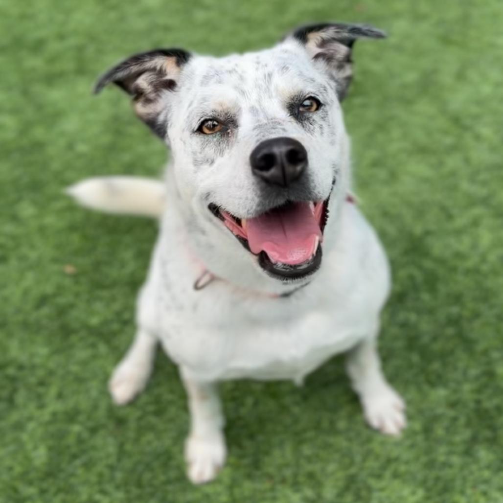 Enlarge Pebbles A2189346, a Adoptable Pointer in Mission Hills, CA image 5/6
