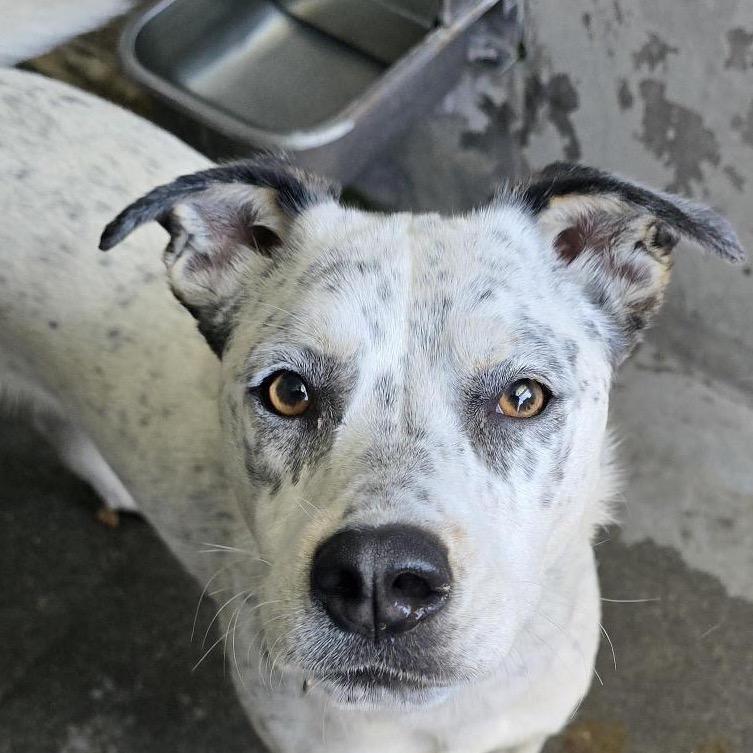 Enlarge Pebbles A2189346, a Adoptable Pointer in Mission Hills, CA image 6/6