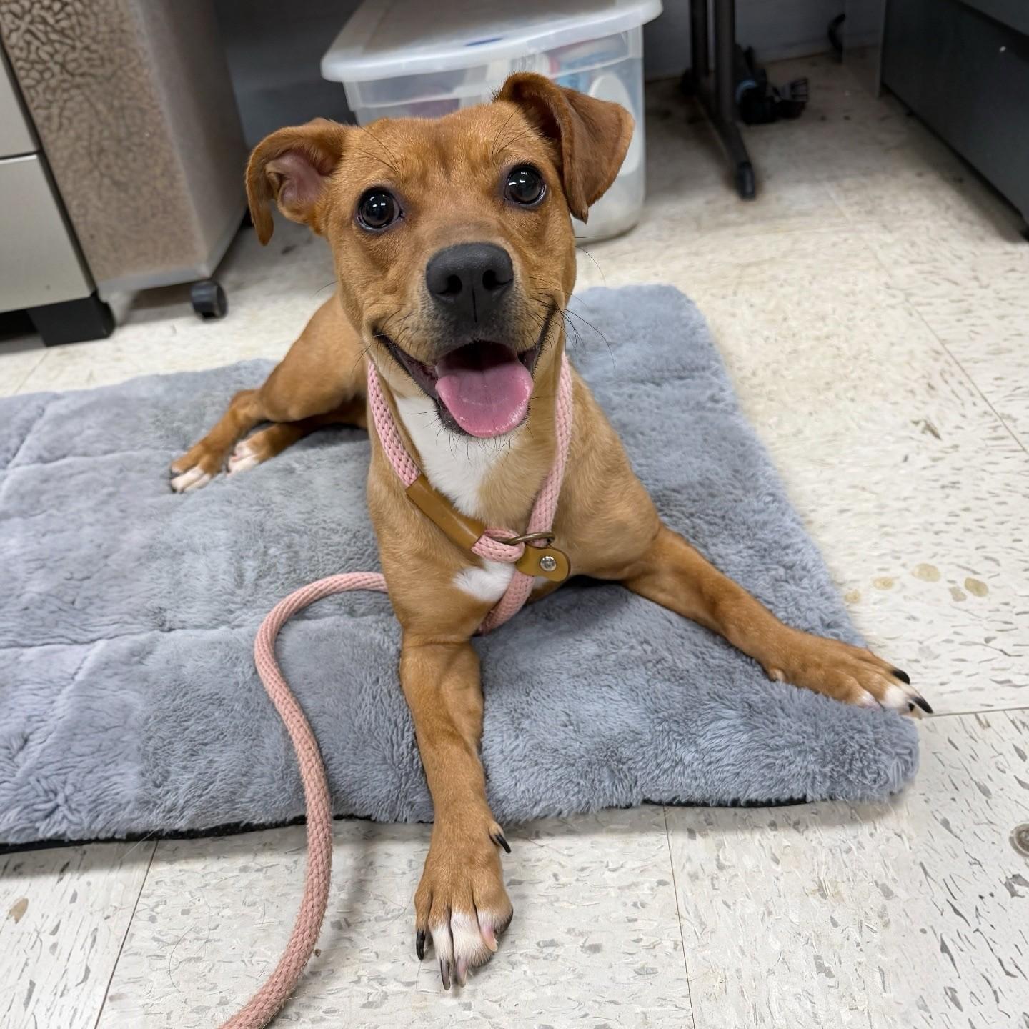 Enlarge Penny, a Adoptable mixed breed in Henderson, TX image 2/3