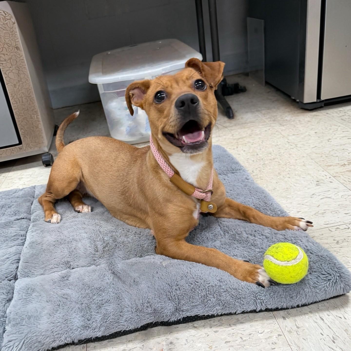 Penny, Adoptable, Young Female Terrier.