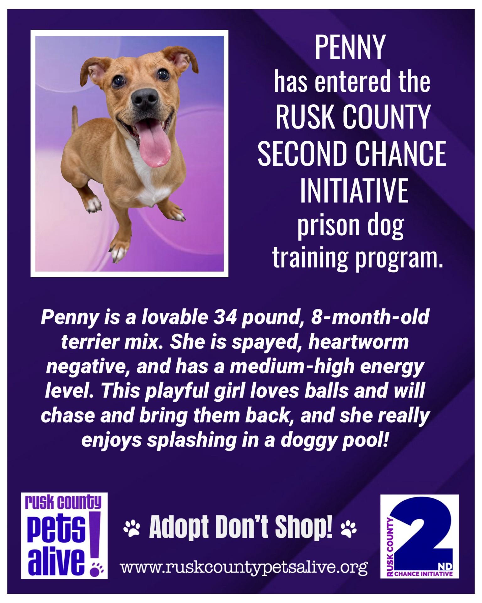 Enlarge Penny, a Adoptable mixed breed in Henderson, TX image 3/3