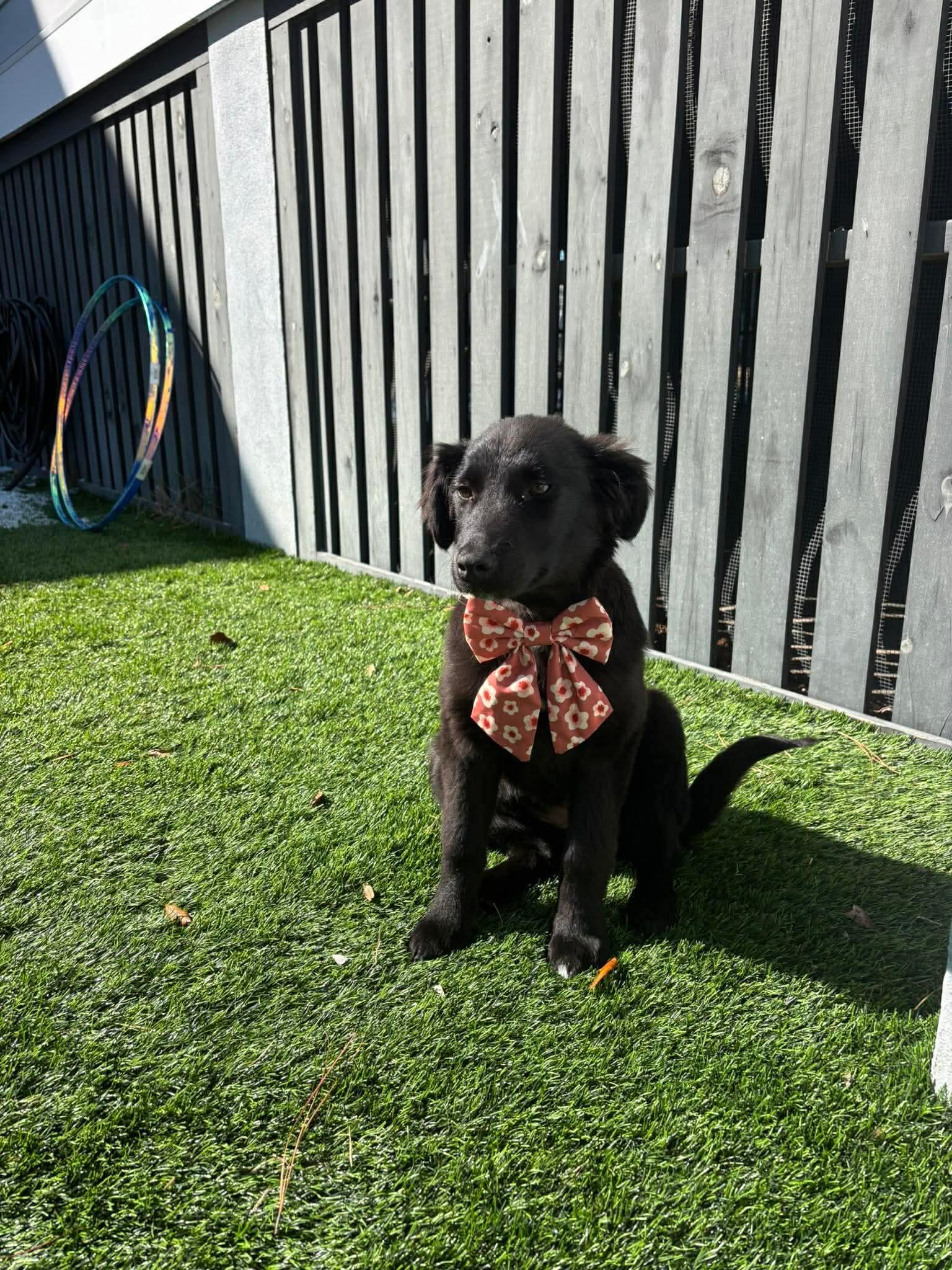 Sadie, Adoptable, Puppy Female Mixed Breed.