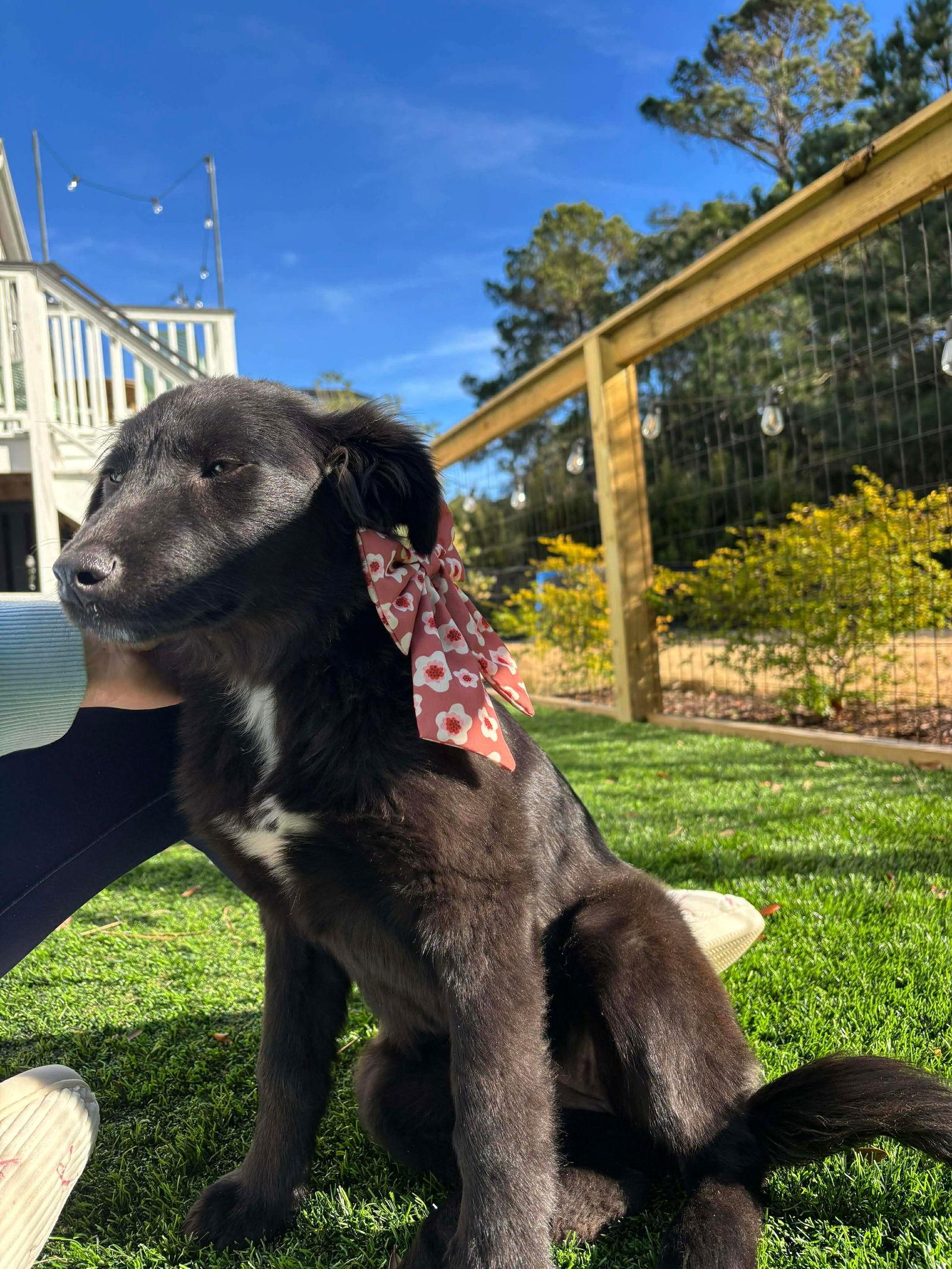 Enlarge Sadie, a Adoptable Mixed Breed in Mount Pleasant, SC image 2/2
