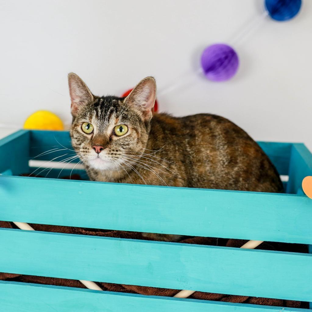 Funny, Adoptable, Adult Female American Shorthair.