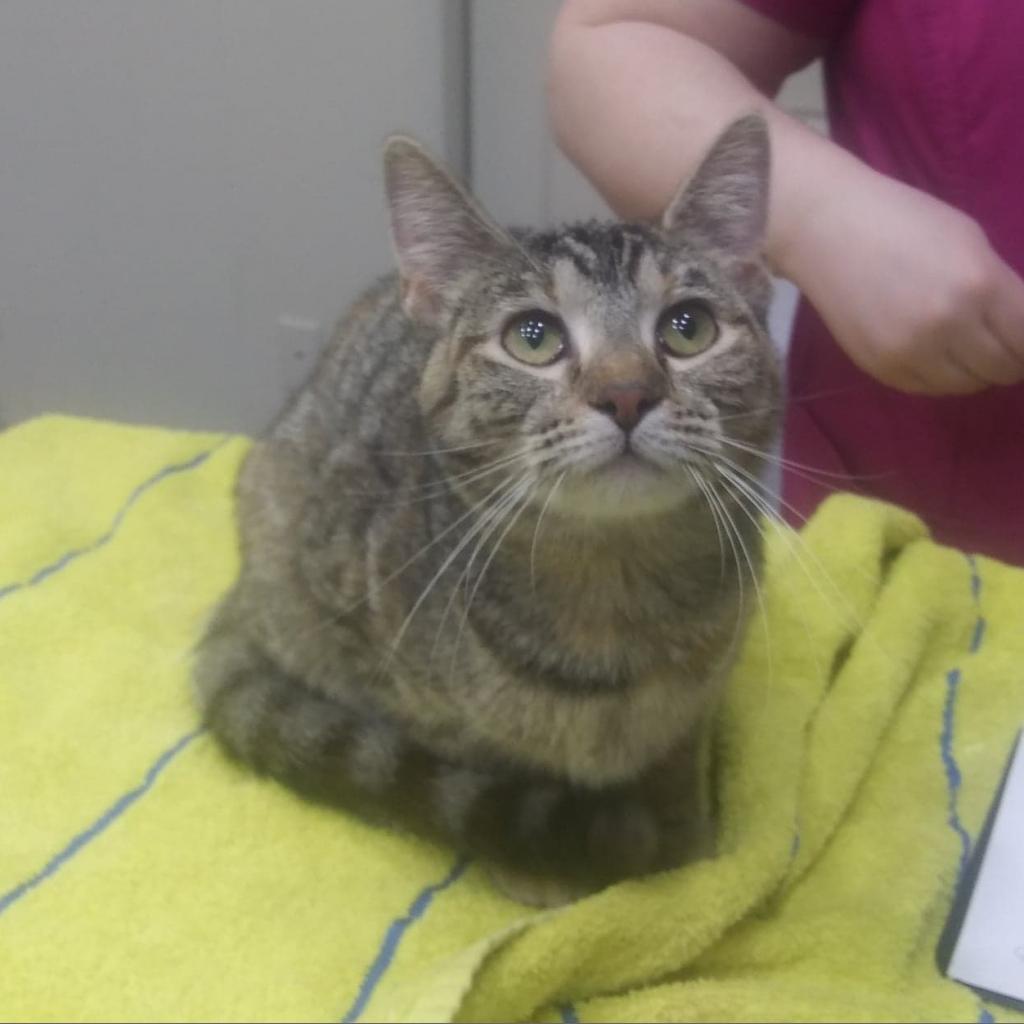 Enlarge Funny, a Adoptable American Shorthair in Branson, MO image 2/2