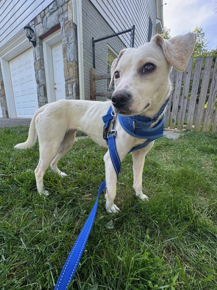 Nachos, Adoptable, Adult Female Jack Russell Terrier.