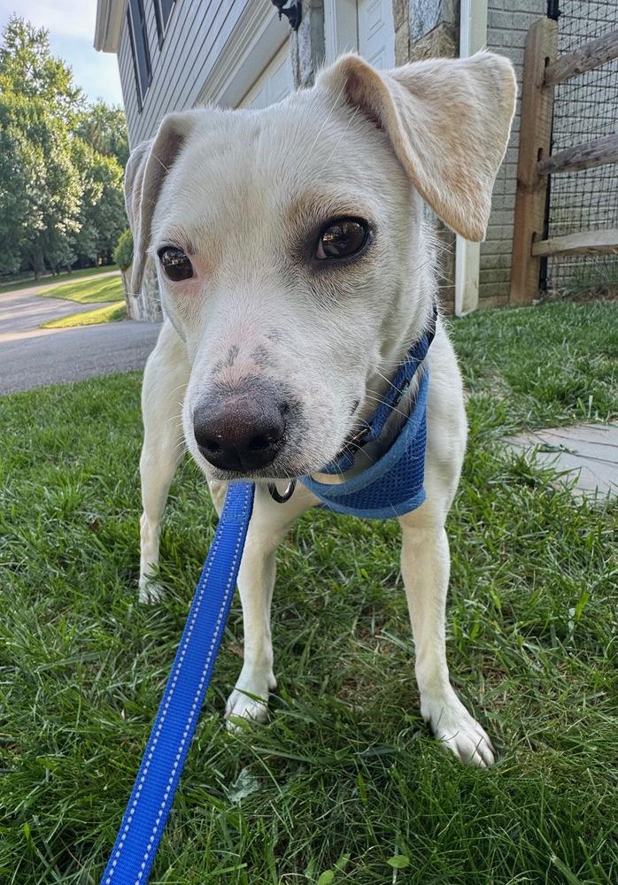 Nachos, a Adoptable mixed breed in Greenbelt, MD image 5/5