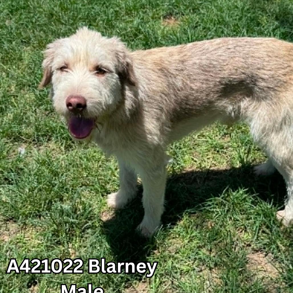Blarney, Adoptable, Senior Male German Shorthaired Pointer.