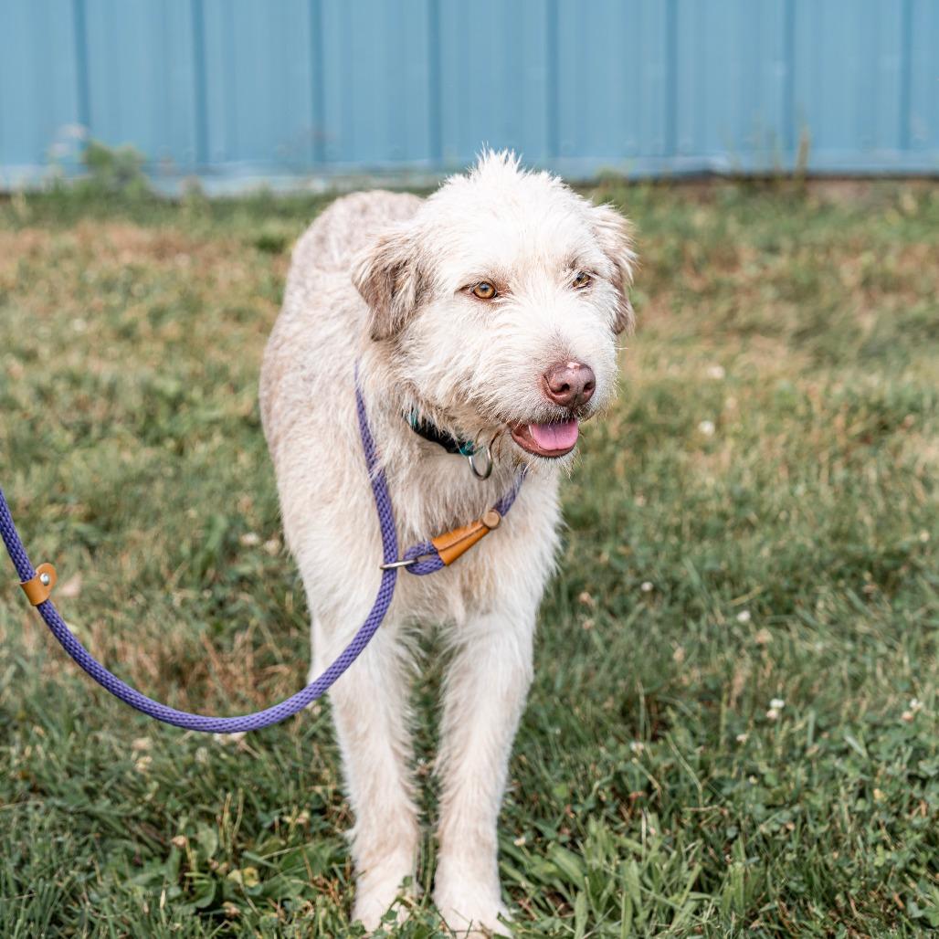 Blarney, a Adoptable German Shorthaired Pointer in Tomah, WI image 4/6