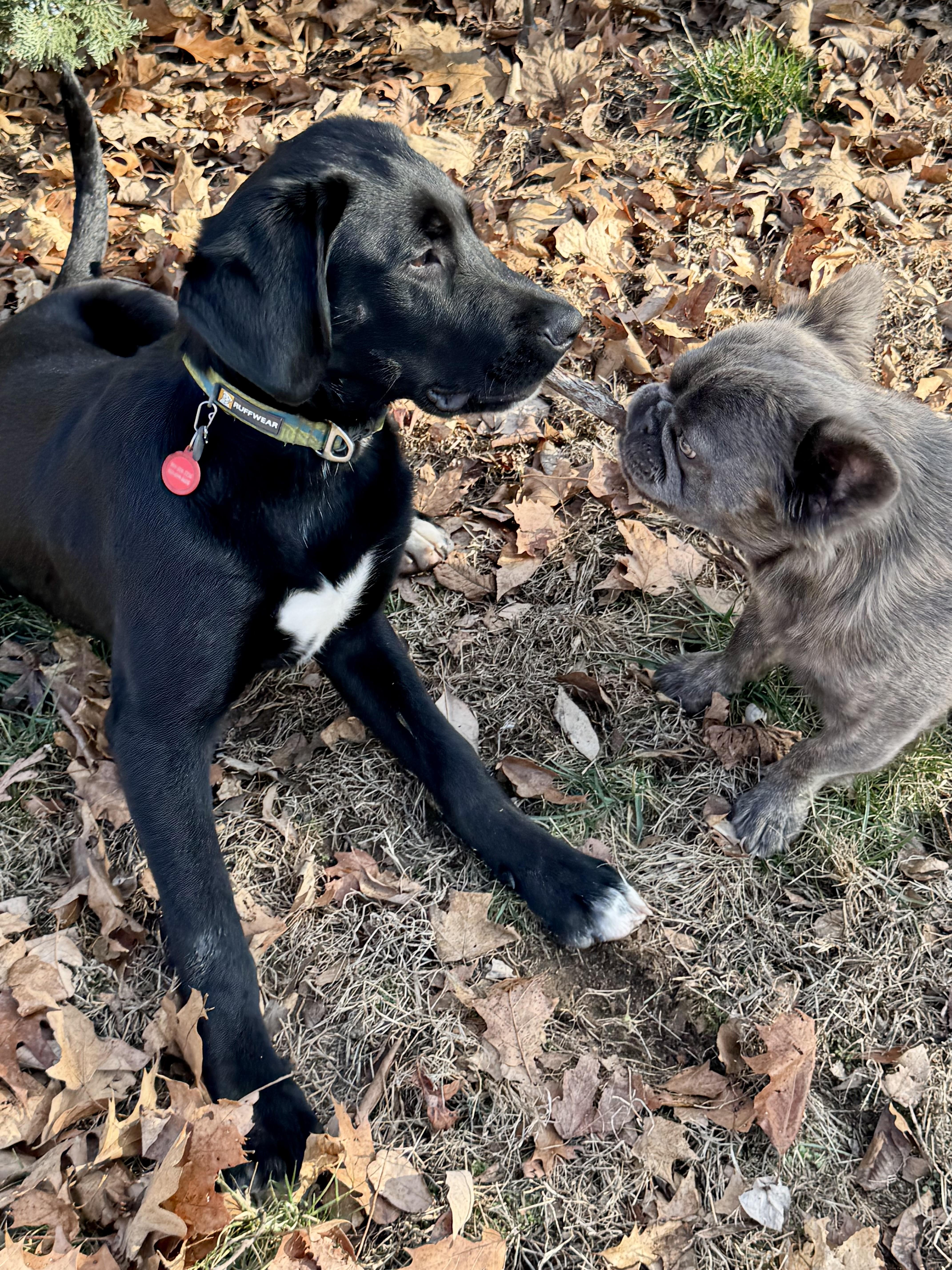 Cooper The Lab thumbnail 2