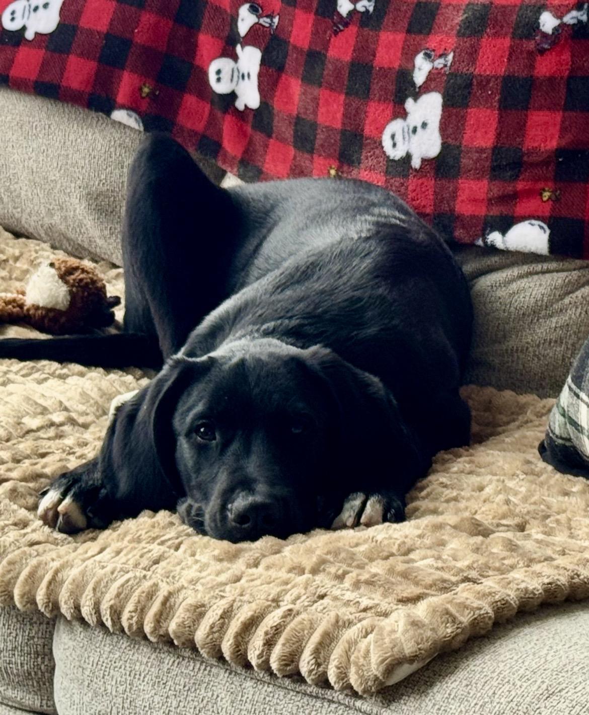 Enlarge COOPER the LAB , a ADOPTABLE Black Labrador Retriever in Media, PA image 4/5