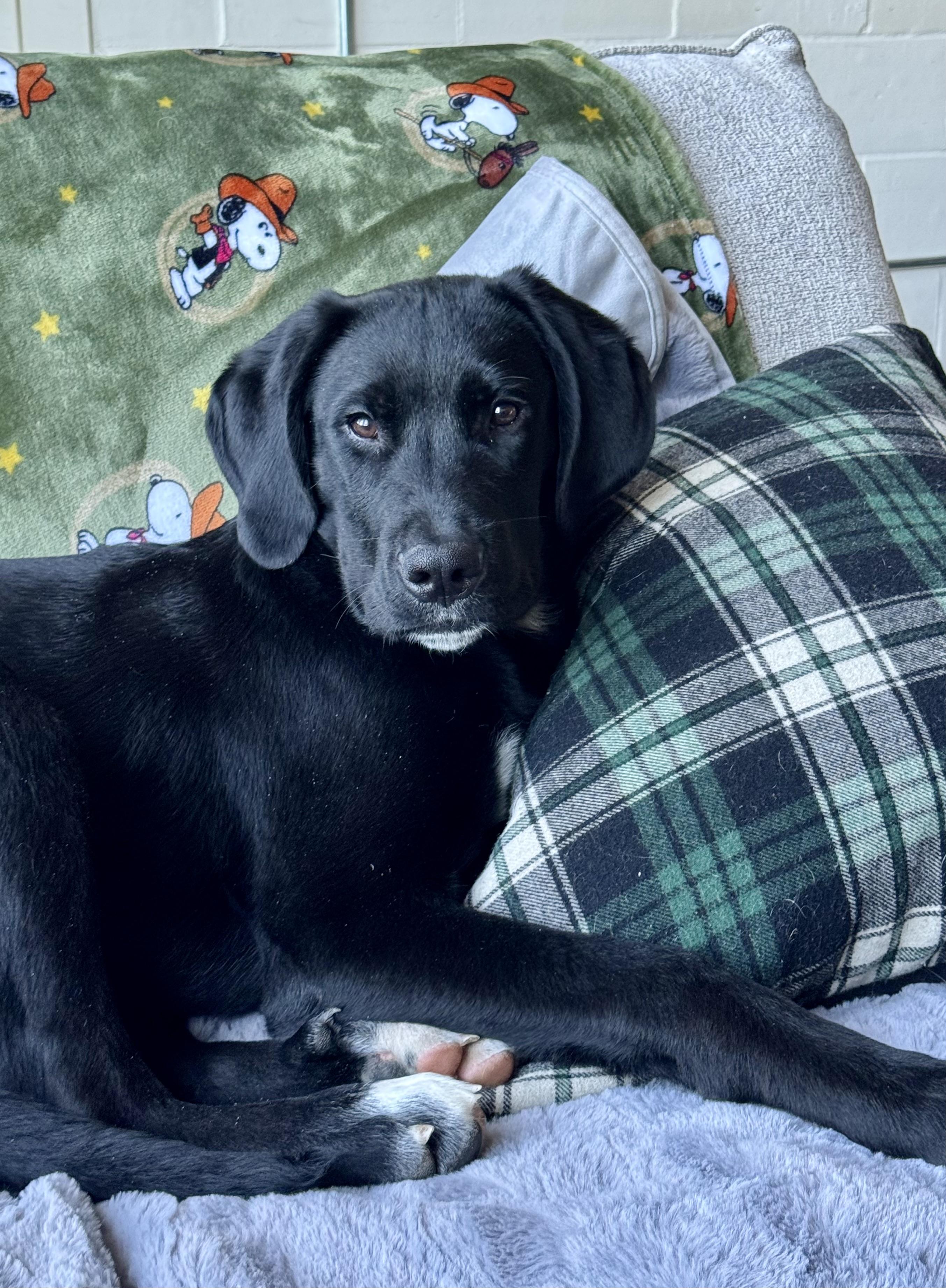 Cooper The Lab thumbnail 4