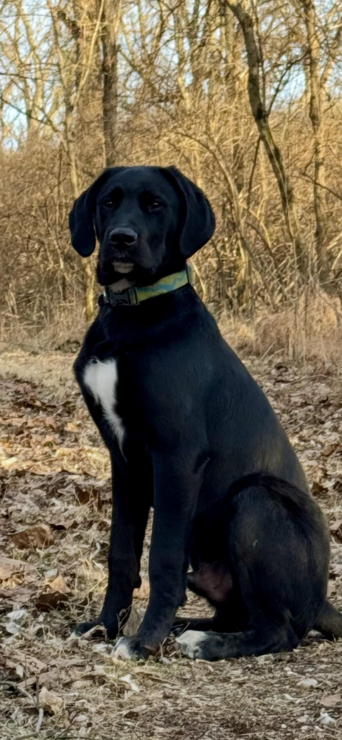 Enlarge COOPER the LAB , a ADOPTABLE Black Labrador Retriever in Media, PA image 1/5