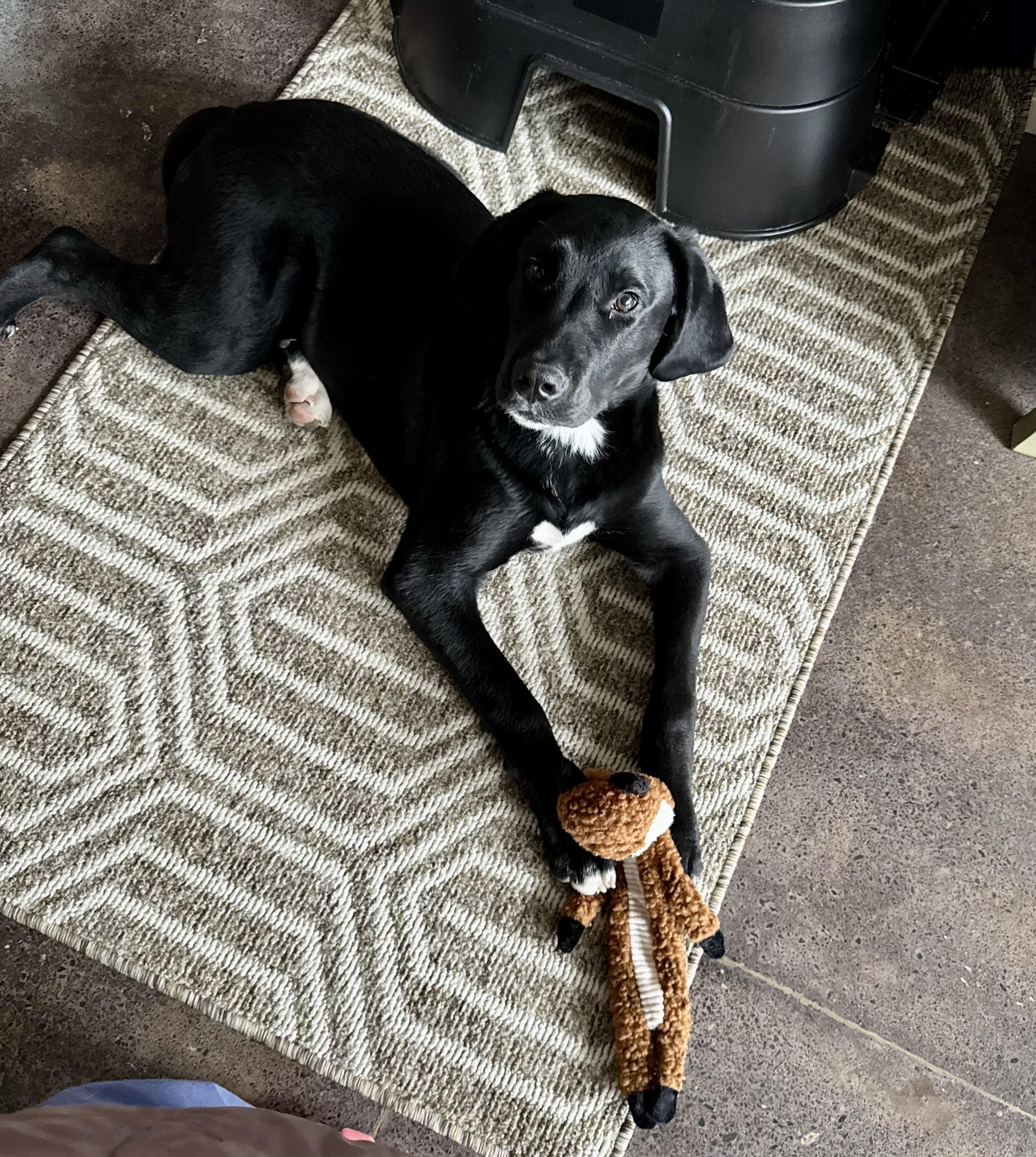 Cooper The Lab thumbnail 5