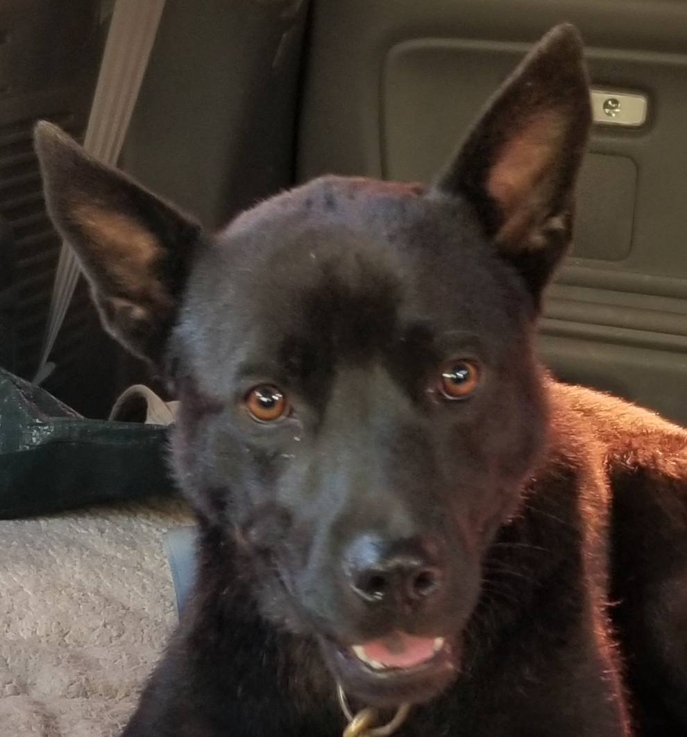 Jackson, a Adoptable mixed breed in Cantua Creek, CA image 2/4