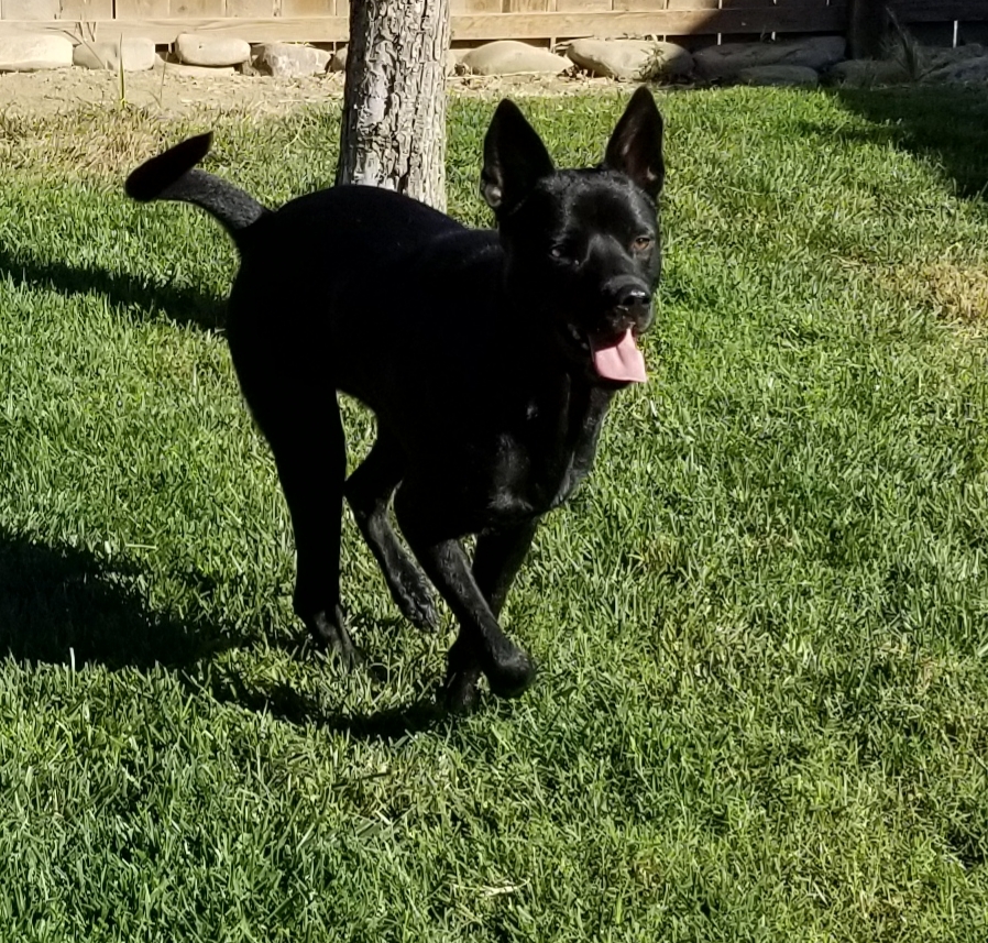 Jackson, a Adoptable mixed breed in Cantua Creek, CA image 3/4