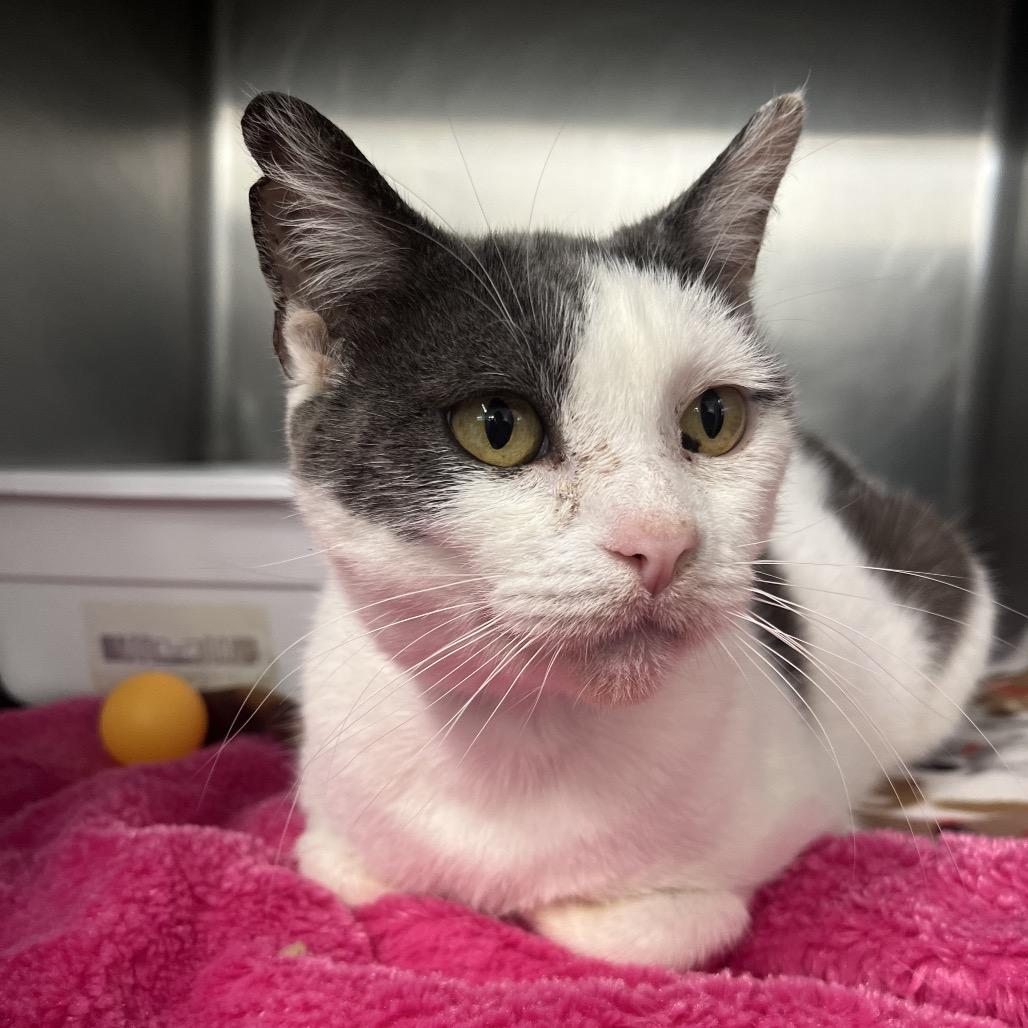 Rosalita — thumbnail 2