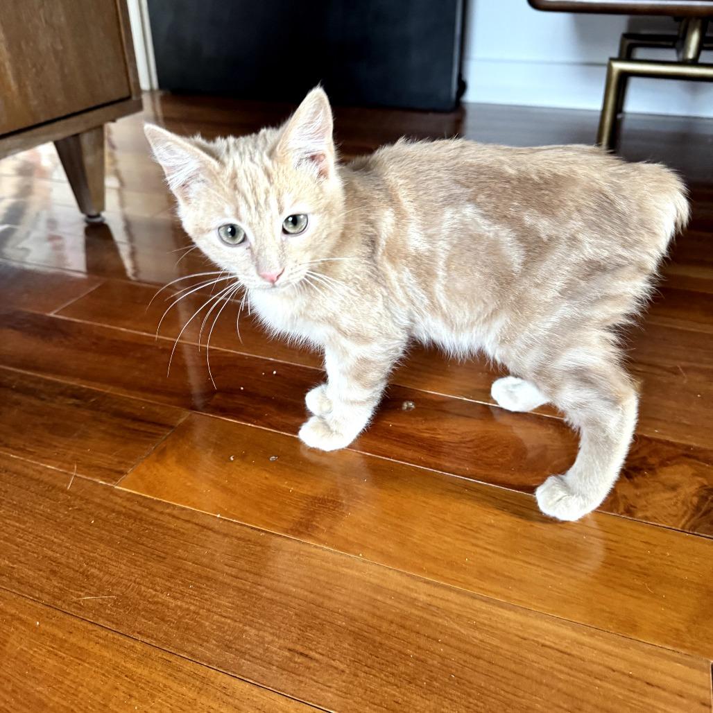 Rune, Adoptable, Kitten Male Domestic Short Hair.