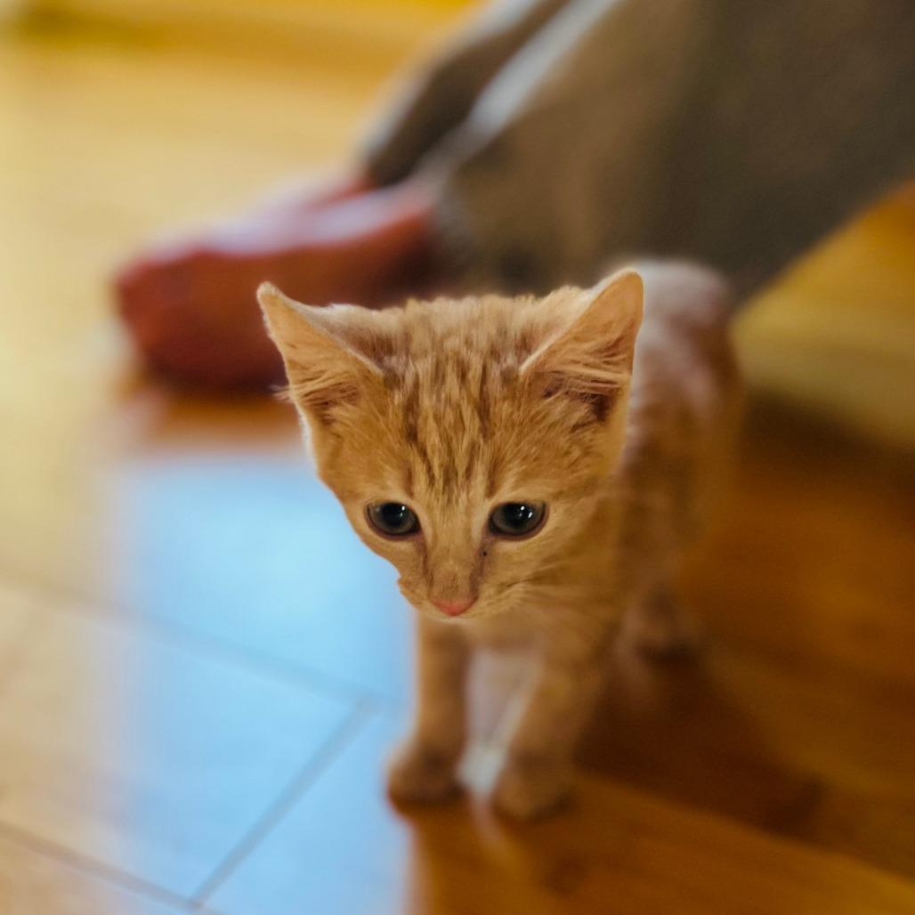 Enlarge Rune, a Adoptable Domestic Short Hair in Ashland, OR image 2/5