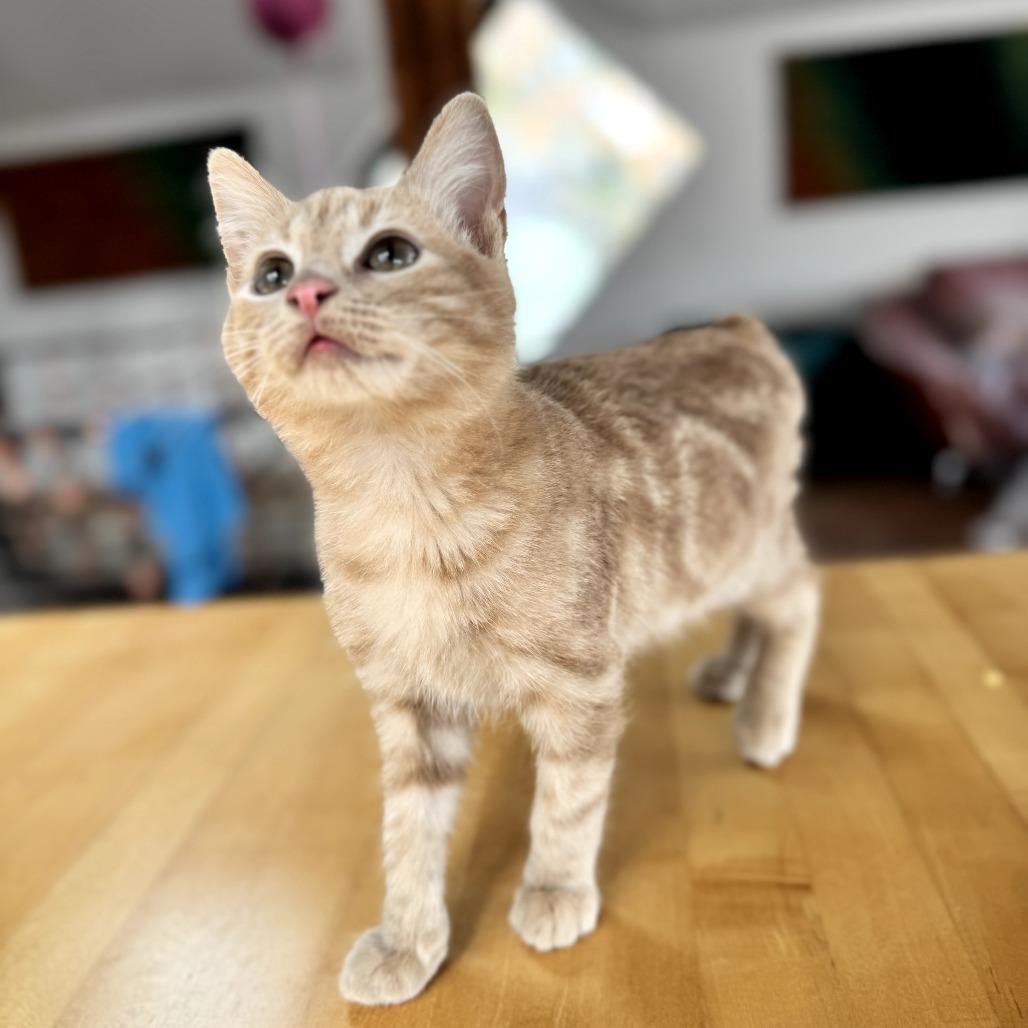 Enlarge Rune, a Adoptable Domestic Short Hair in Ashland, OR image 3/5