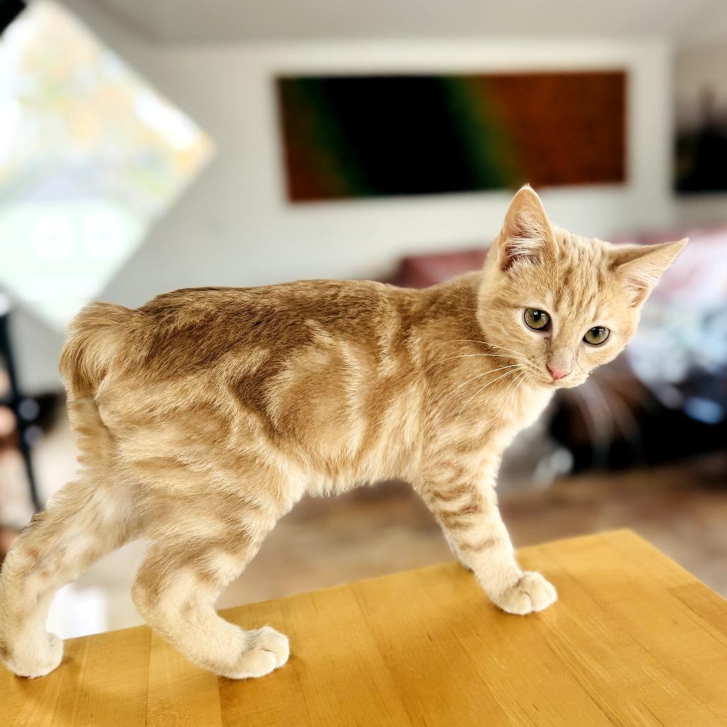 Enlarge Rune, a Adoptable Domestic Short Hair in Ashland, OR image 4/5