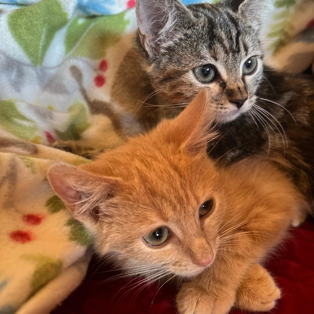 Enlarge Rune, a Adoptable Domestic Short Hair in Ashland, OR image 5/5