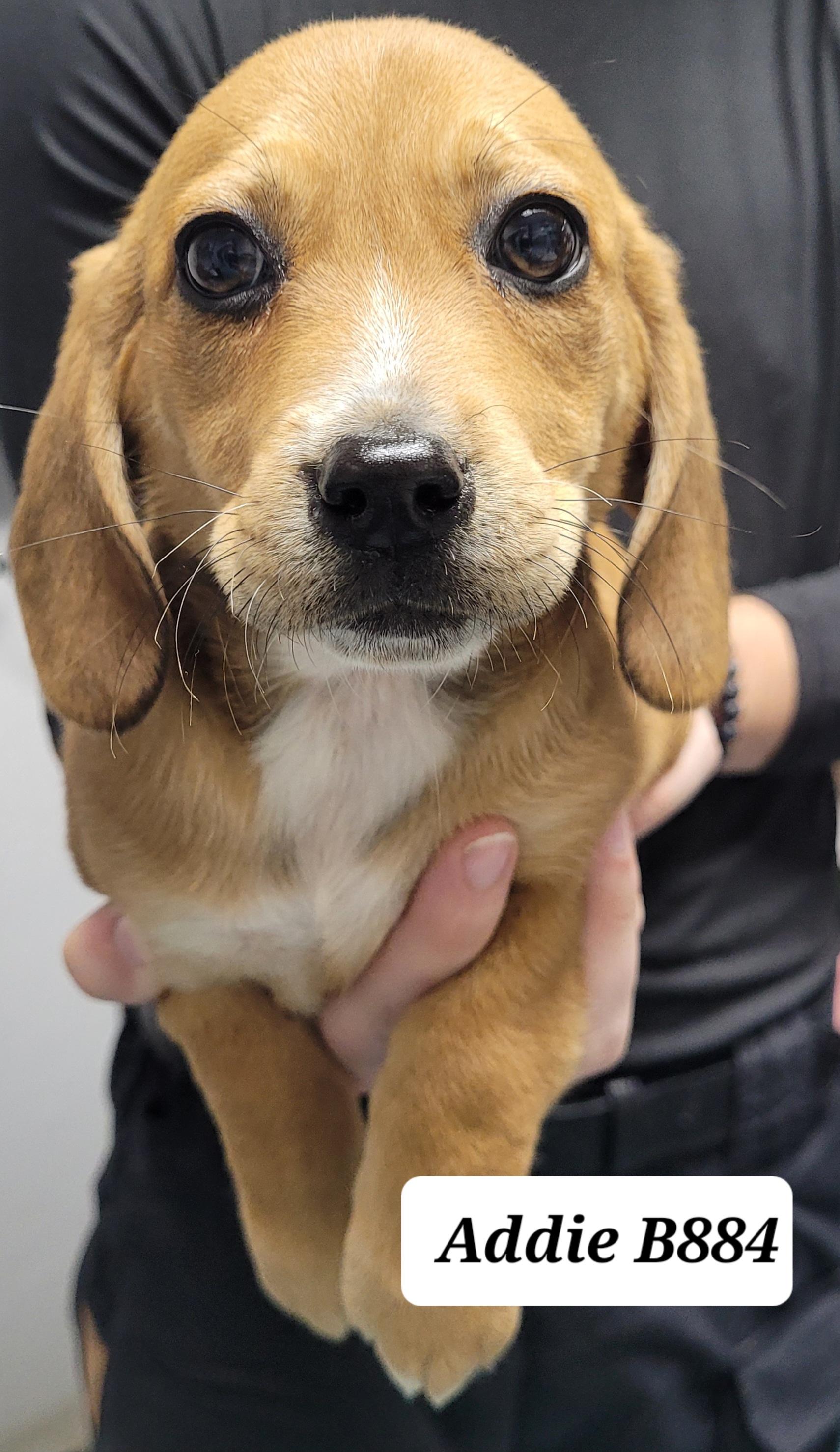 Addie, adopted, Puppy Female Beagle.