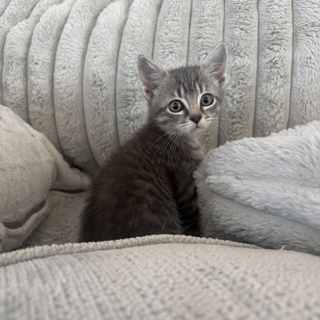 Dahlia, a Adoptable Domestic Short Hair in Marion, IA image 1/4