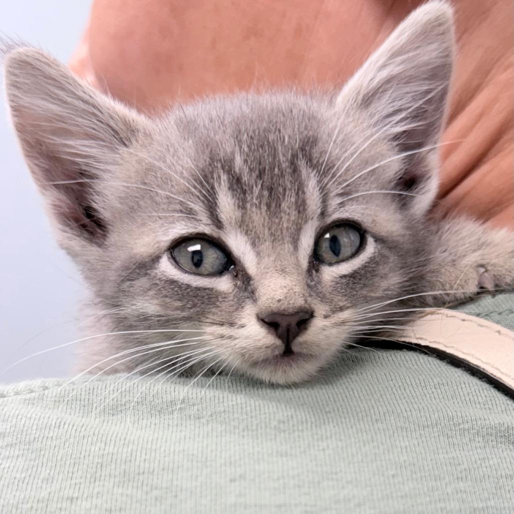 Dahlia, a Adoptable Domestic Short Hair in Marion, IA image 2/4