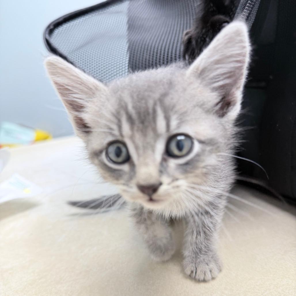 Dahlia, a Adoptable Domestic Short Hair in Marion, IA image 3/4