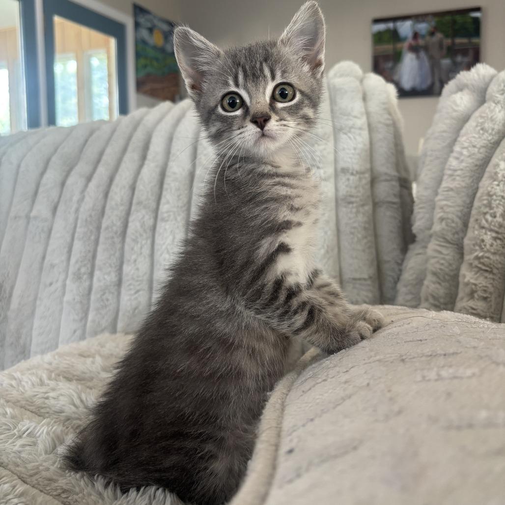 Dahlia, a Adoptable Domestic Short Hair in Marion, IA image 4/4