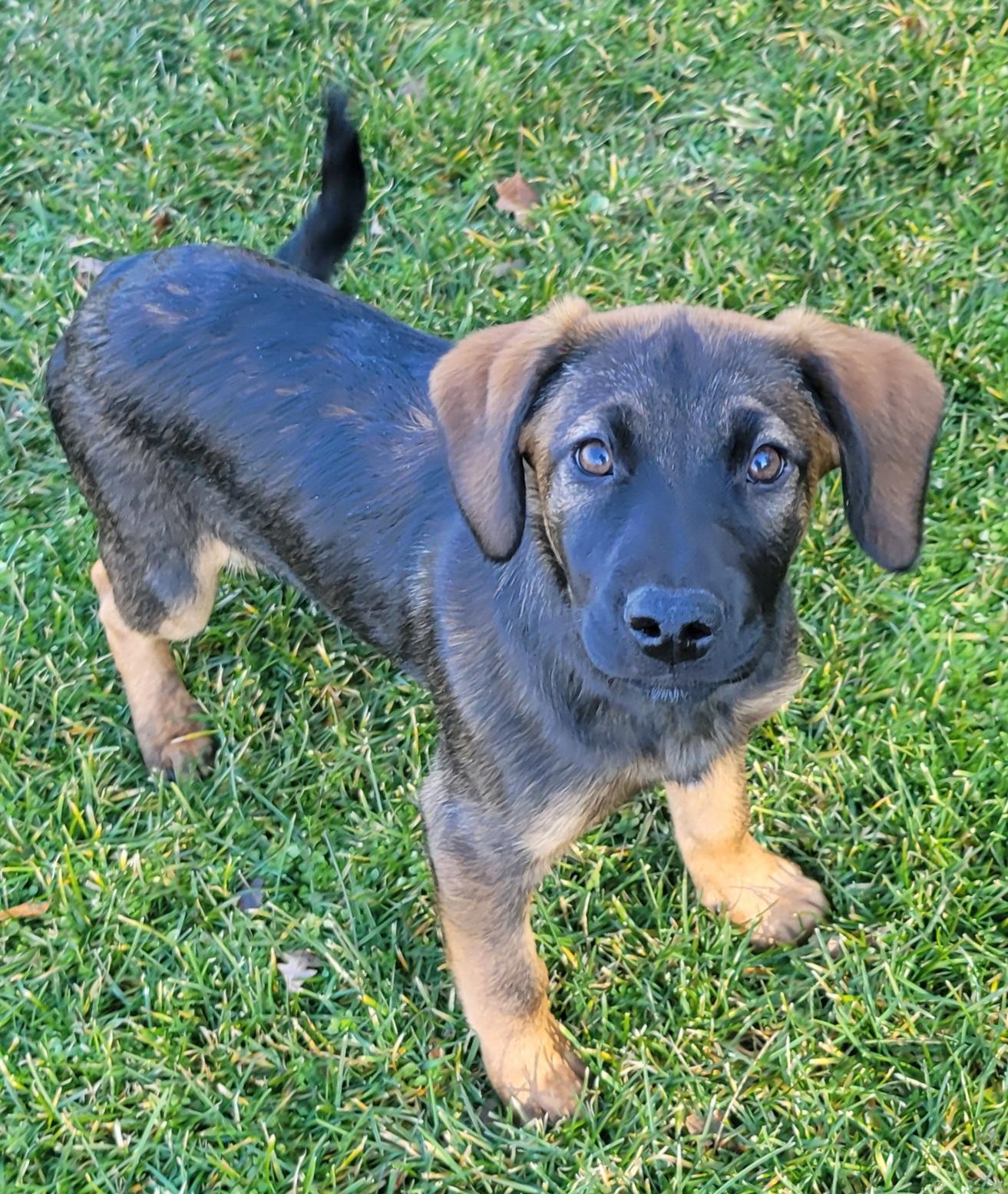 Enlarge Raisin, a ADOPTABLE mixed breed in Elwood, NJ image 2/5
