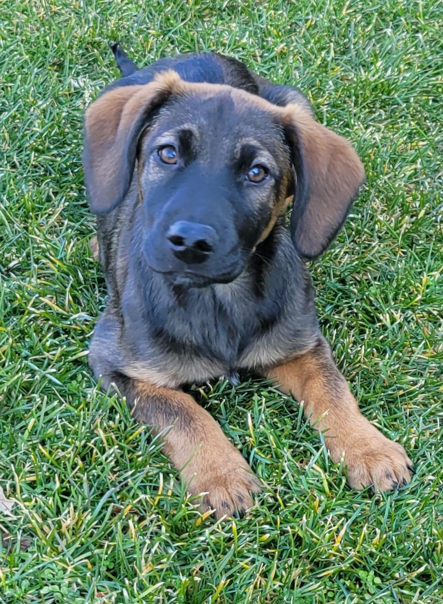 Raisin, ADOPTABLE, Puppy Female Shepherd & Labrador Retriever.