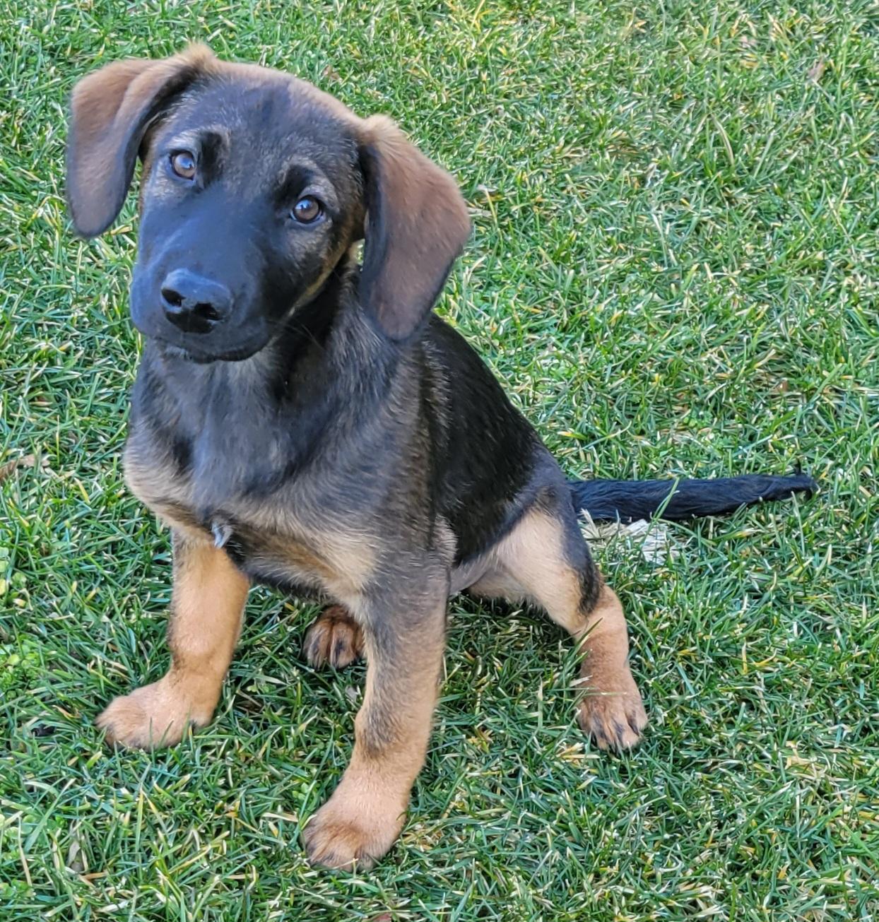 Enlarge Raisin, a ADOPTABLE mixed breed in Elwood, NJ image 3/5