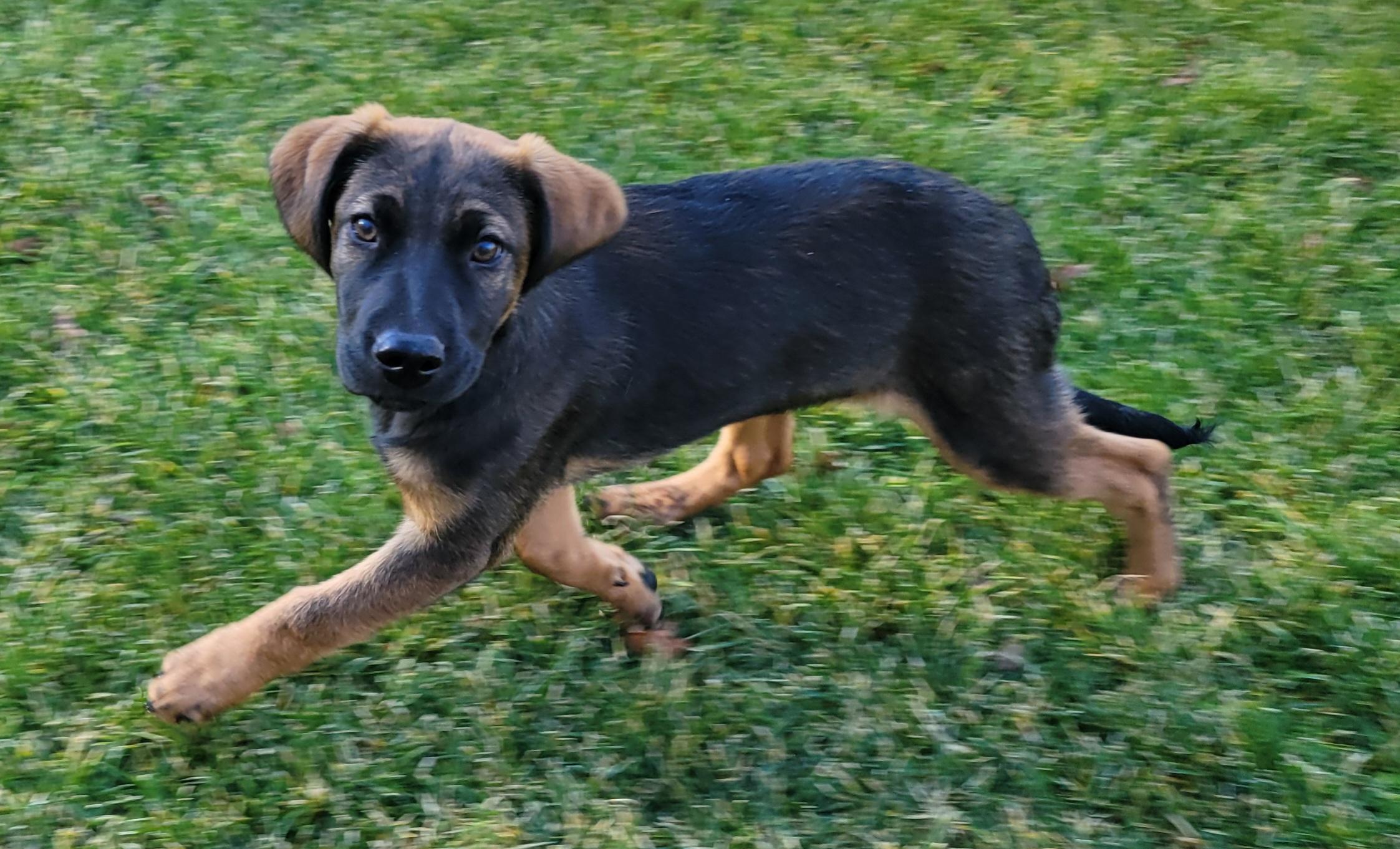 Enlarge Raisin, a ADOPTABLE mixed breed in Elwood, NJ image 4/5