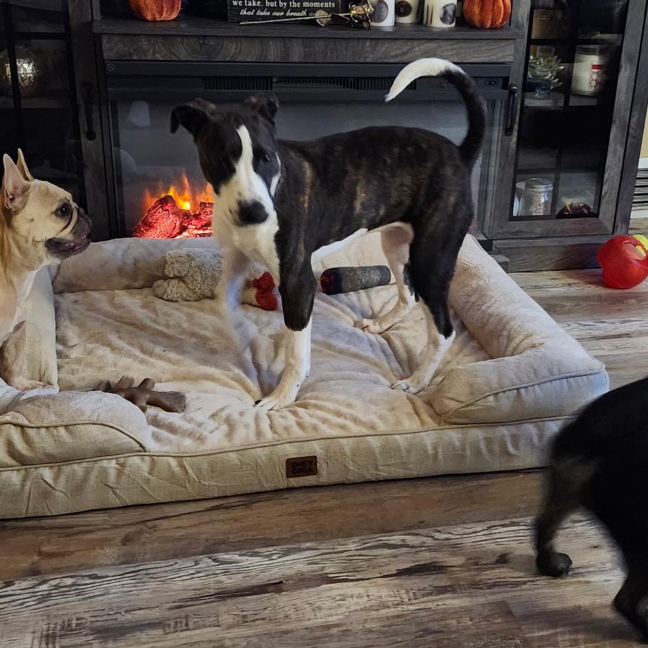 Enlarge Tiffy, a Adoptable mixed breed in Ferndale, MI image 1/6