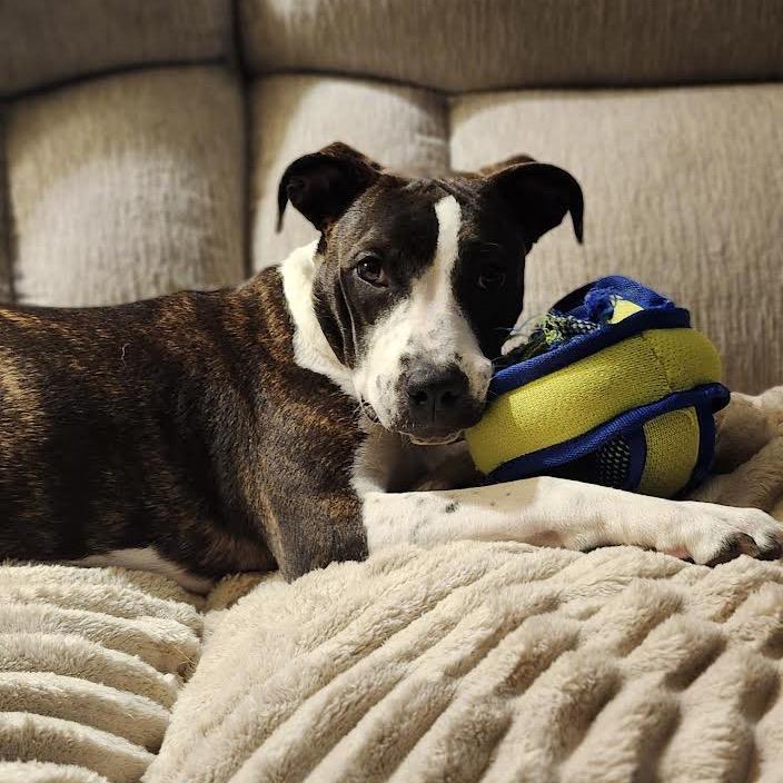 Enlarge Tiffy, a Adoptable mixed breed in Ferndale, MI image 1/6