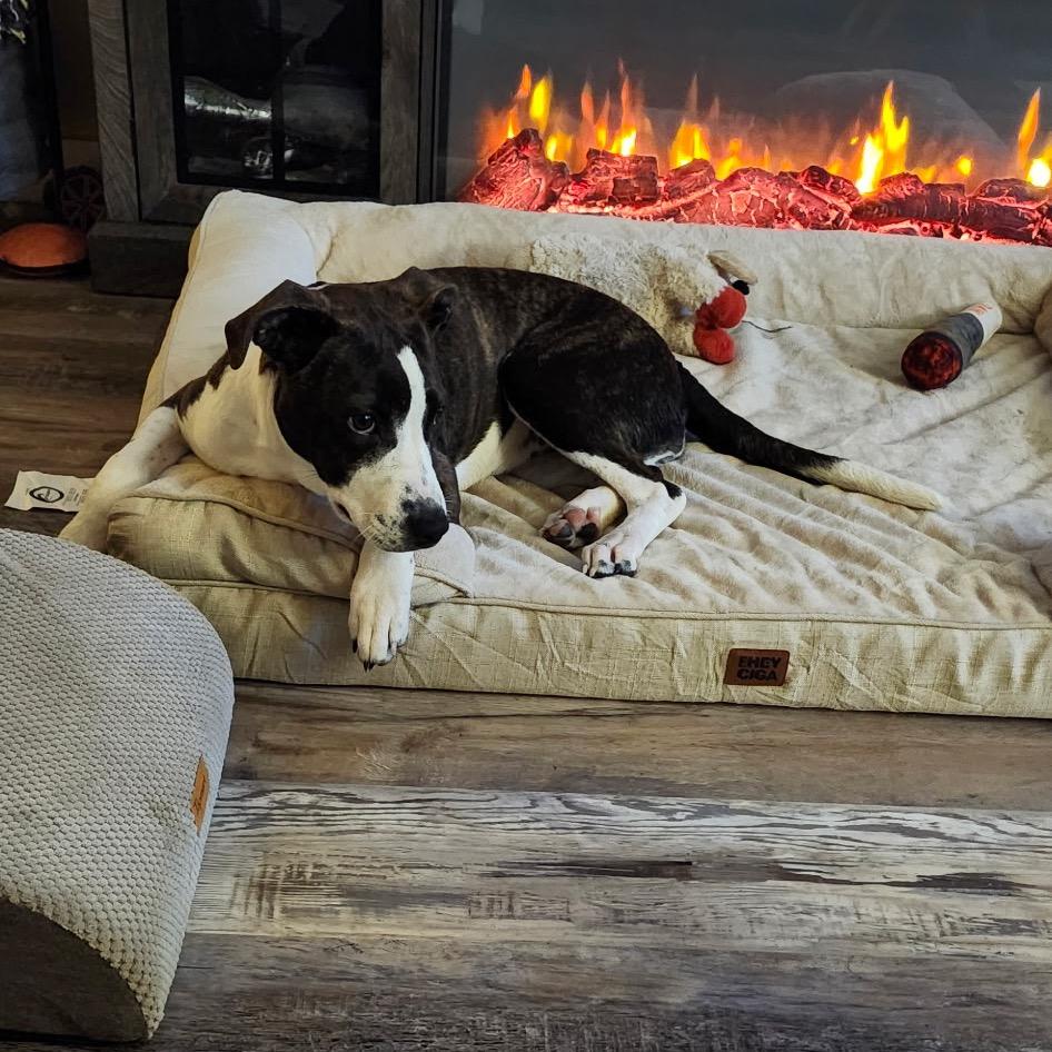 Enlarge Tiffy, a Adoptable mixed breed in Ferndale, MI image 2/6