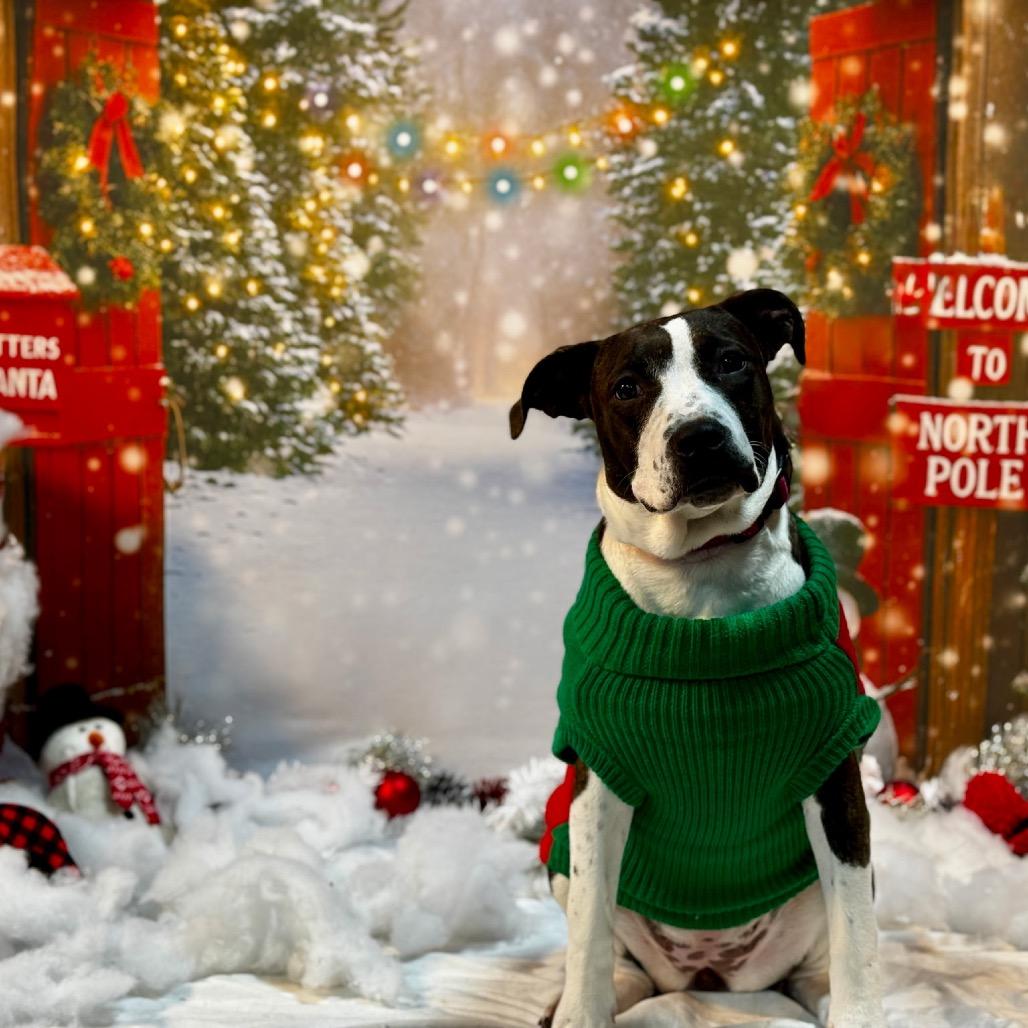 Enlarge Tiffy, a Adoptable mixed breed in Ferndale, MI image 3/6