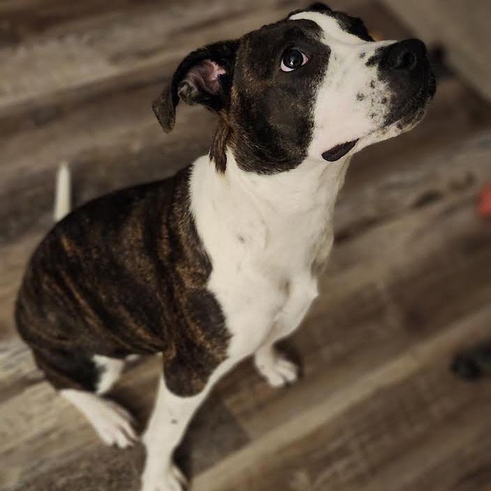 Enlarge Tiffy, a Adoptable mixed breed in Ferndale, MI image 3/6