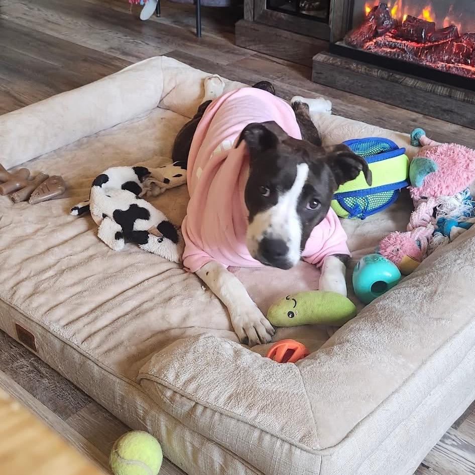 Enlarge Tiffy, a Adoptable mixed breed in Ferndale, MI image 4/6