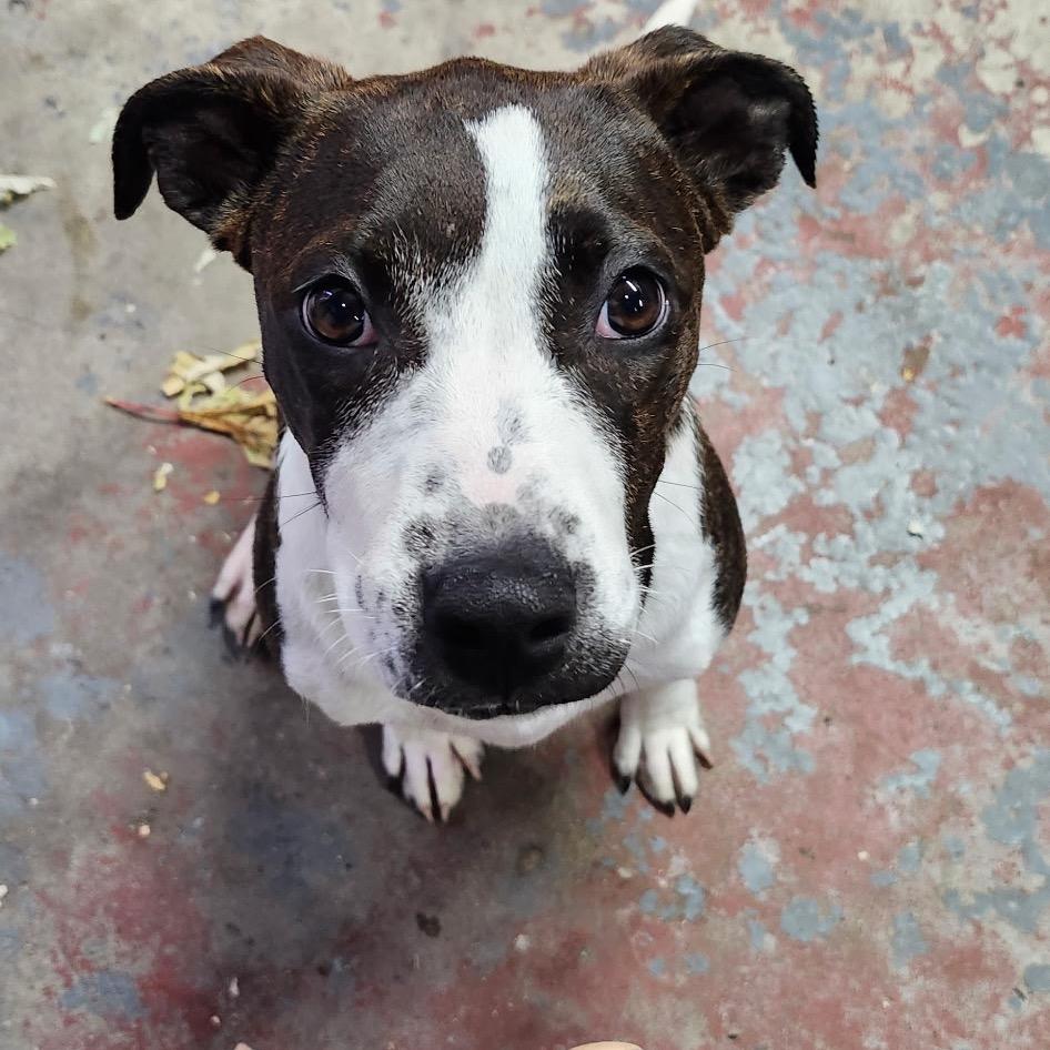 Enlarge Tiffy, a Adoptable mixed breed in Ferndale, MI image 3/6