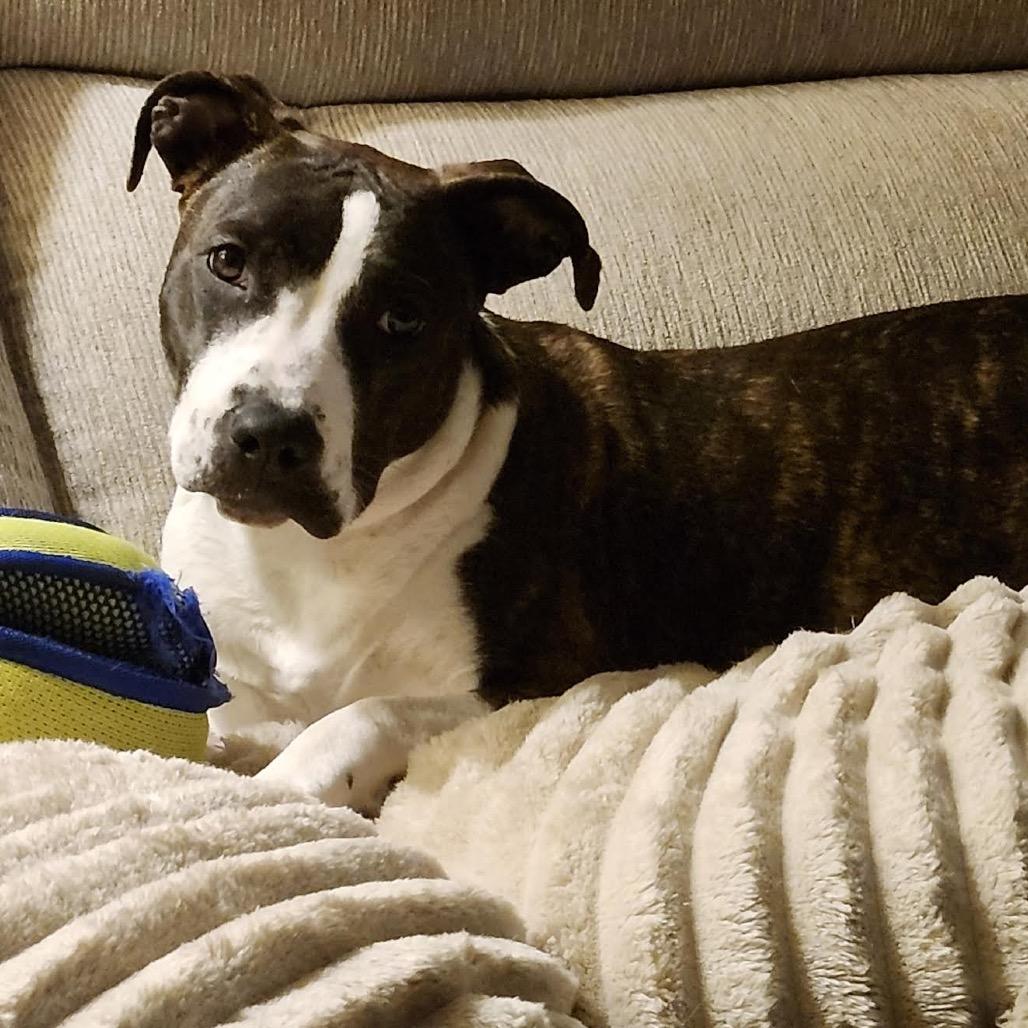 Enlarge Tiffy, a Adoptable mixed breed in Ferndale, MI image 5/6