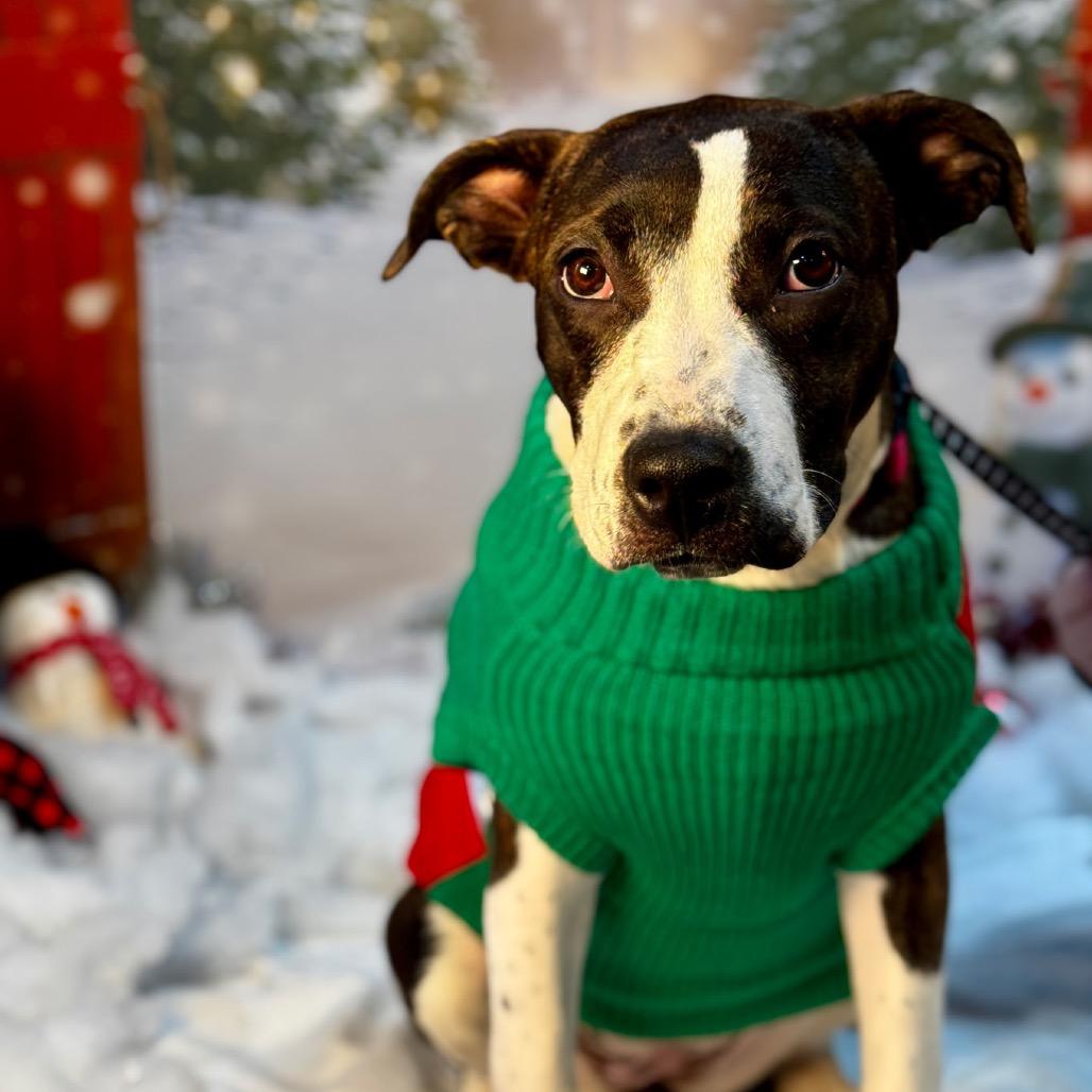 Enlarge Tiffy, a Adoptable mixed breed in Ferndale, MI image 5/6