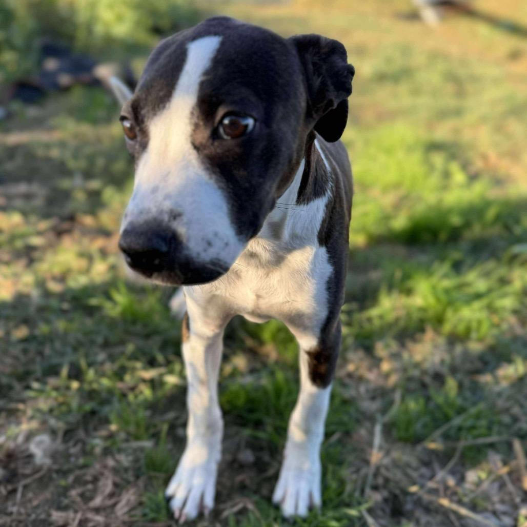 Enlarge Tiffy, a Adoptable mixed breed in Ferndale, MI image 5/6